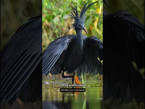 นกที่สามารถกินจระเข้ได้!! #animals #animal #blablaboo #อาสาป้ายยา