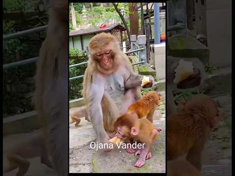 আরে তুই প্যাকেট চিবোচ্ছিস কেনো 🤣#comedyshorts #funnycomedy