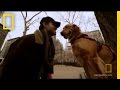 Understanding the Role of Service Dogs in Veterans' Lives