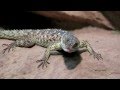 Reptile Population Decline Factors