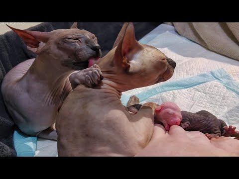 Unbelievable Moment Cat Daddy Supports Cat Mom 💞 Newborn Kittens Tasting Milk For The First Time 🍼