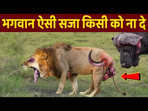 शेर का हुआ बुरा हाल, भगवान ऐसी सजा किसी को ना दे | Wildlife Animals Fighting Videos