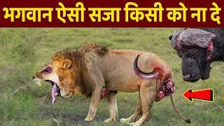 शेर का हुआ बुरा हाल, भगवान ऐसी सजा किसी को ना दे | Wildlife Animals Fighting Videos