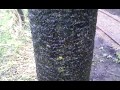 Tree Physiology and Water Runoff