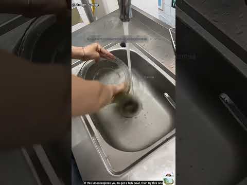 Fish Bowl saaf krne ka trika thora casual hai ( 🎥_@nhungthuvotrine )