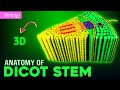 Dicot Stem Structure and Functions
