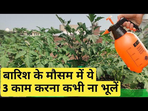 बारिश के मौसम में ये 3 काम करना कभी ना भूलें , How to care plants in Rainy Season #gardening