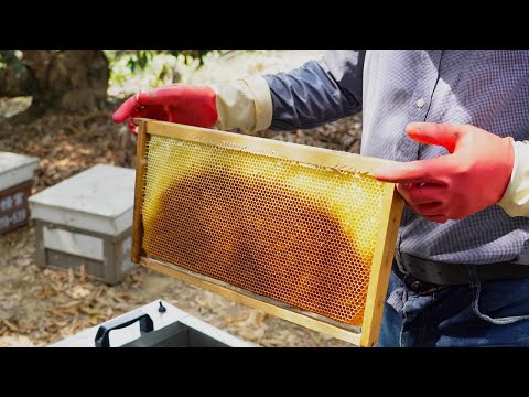 How to Harvest Honey-Taiwan Bee Master 台灣養蜂達人！蜂蜜採收 - 台灣美食