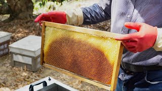 How to Harvest Honey-Taiwan Bee Master 台灣養蜂達人！蜂蜜採收 - 台灣美食
