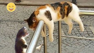 Funny Dogs And Cats Videos 2024 😅 - Best Funniest Animal Videos Of The week #21