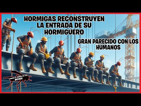 HORMIGAS REPARANDO LA PUERTA DEL HORMIGUERO, AL IGUAL QUE LOS HUMANOS