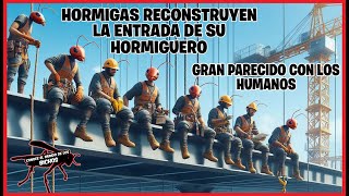HORMIGAS REPARANDO LA PUERTA DEL HORMIGUERO, AL IGUAL QUE LOS HUMANOS