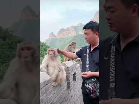 Xiaobai is so good! The monkey has become a spirit. Please do not imitate dangerous moves.
