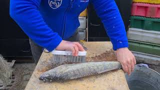 Ostsee-Zander Entschuppen & Ausnehmen mit Fischsommelier André Domke...