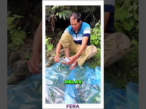 Ele enterrou bananas… e criou algo muito mais valioso 😳