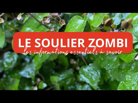 Le Soulier Zombi : Plante Méconnue aux Pouvoirs Surprenants !