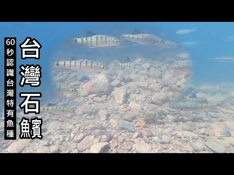 《短影片》簡單認識台灣的特有種魚類—台灣石賓 (魚賓) - YouTube(1分11秒)
