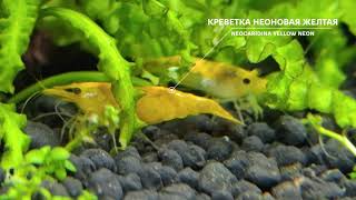 Аквариум. Креветочник. 30л. Креветка жёлтый неон.