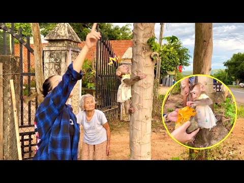 Monkey Linda helps her great grandmother pick papaya 1