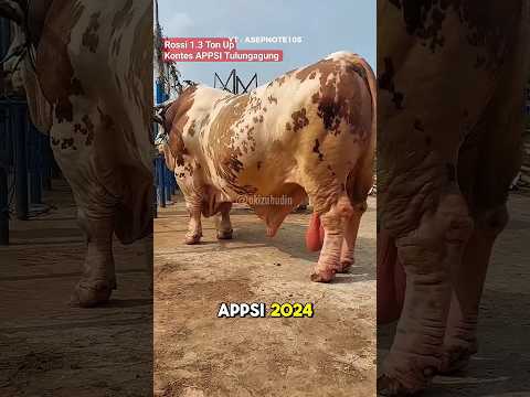 Sapi Qurban Paling Jumbo😱 #shorts #iduladha1445h