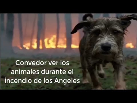 Incendio en los angeles california los animales son los mas afectados