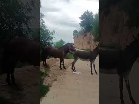 Funniest Donkey Ever Donkey Training the fun way 2403