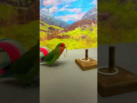 Bird Training : Smart lovebird Parrot | Smart Little Cute Parrot  #training #smartparrot #cute