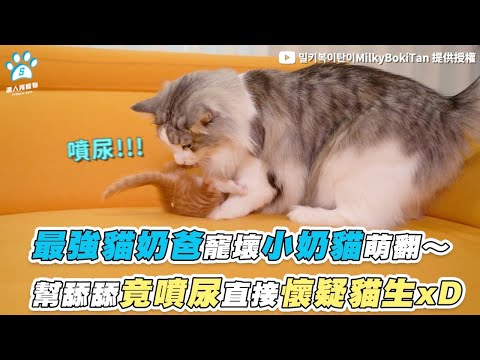 【最強貓奶爸寵壞小奶貓萌翻～ 幫舔舔竟噴尿直接懷疑貓生xD】｜@milkybokitan6437 @Haburu