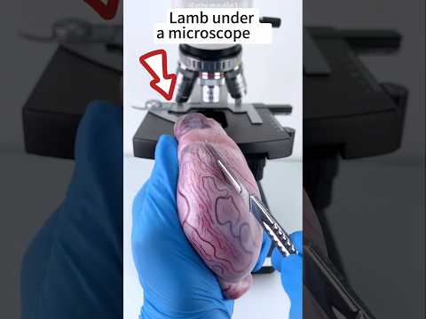 Ada apa itu didalam daging domba!? 🤯 #short #domba #microscope