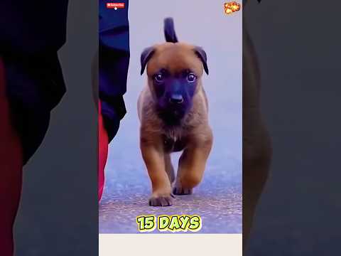 🧑🏫🦮💯Belgian malinois #doglover #germanshepherd #pets 🧑🏫🔥🌹#chó#becgie #belgianmalinois #k9