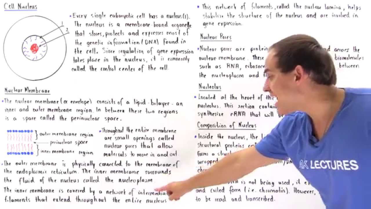 Cell Nucleus