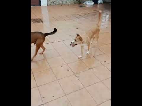 click to play the video