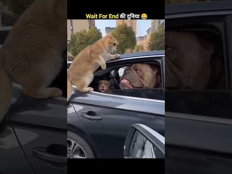 जानवरों के Funny कारनामें 😂 wait for twist 🤣 #funny #shorts #animals