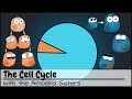 Exploring the Cell Cycle and Cancer Dynamics