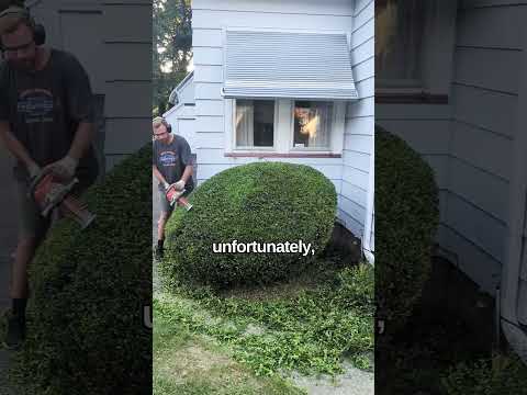 The GRUMPY Neighbor! #satisfying #landscape #gardening #shorts