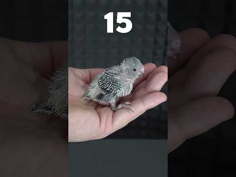 Muhabbet Kuşu Yavrusu 35 Günlük Gelişimi #shorts