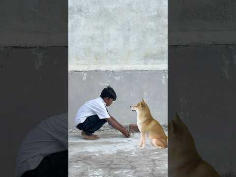 Respect, doggy🥺🐕#Shorts 💔#YouTube #Trending #EmotionalVideo #Yogi #SchoolLifeShoot #Doggy