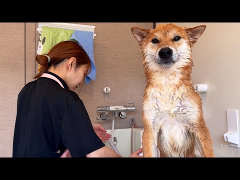ご近所さんちの柴犬くんを洗ってみたらムキムキマッチョだった件