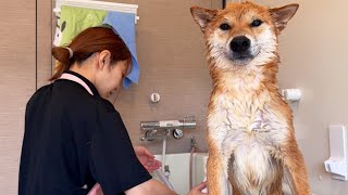 ご近所さんちの柴犬くんを洗ってみたらムキムキマッチョだった件