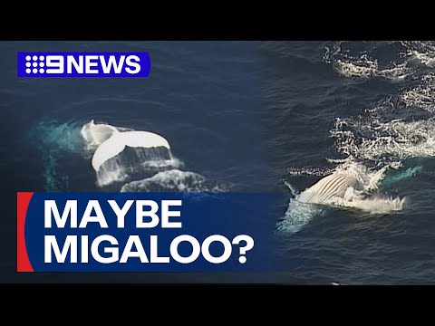 YouTube video thumbnail: Australia's Favourite White Whale Resurfaces