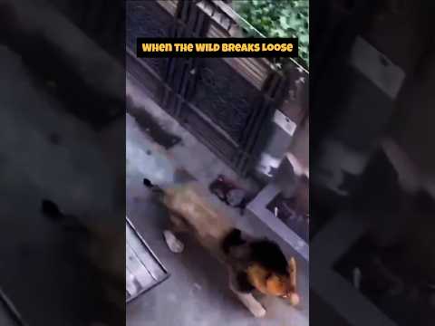 Lion Attack: Man's Terrifying Encounter with Escaped Predator