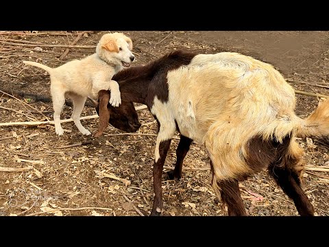 Goats vs. Puppy: The Ultimate Farmyard Showdown!