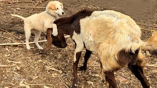 Goats vs. Puppy: The Ultimate Farmyard Showdown!