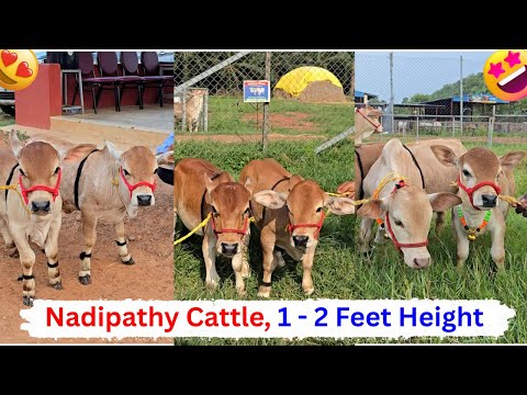 World's Shortest  Cattle farm - Nadipathy Cattle | Dr P Krishnam Raju | Nadipathy Goshala |