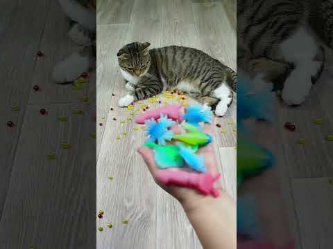 Funny Cat Barsik Beads 🟡 Balls 🔴 Satisfying Reverse Video ASMR