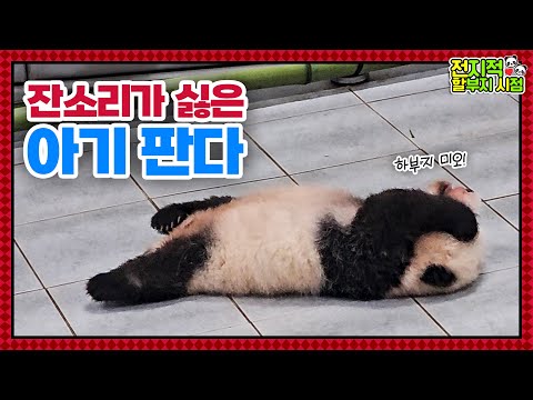 (SUB) [전지적 할부지 시점] ep.139 “푸바오 언니한테 눈 가리기 배웠어오” 날이 갈수록 뚠뚠해지는 쌍둥이들과 육아만렙 아이바오🐼│Panda World