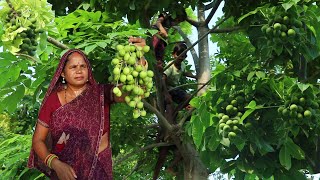 आमड़ा का रेसिपे बहुत बना होगा एक बार आमड़ा का चटपटी कढ़ी बनाकर खाईगा इसका स्वाद कभी भूल नहीं पाएगें