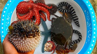 Tangkap ikan buntal dan gurita, keong, kelomang, ikan laut, kepiting, belut laut, kerang, starfish