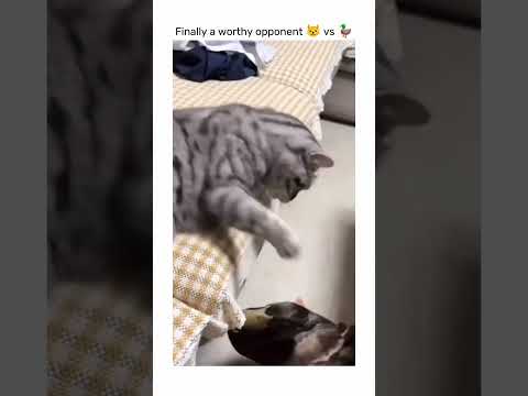 Finally a worthy opponent cat 😺 vs duck 🦆 #duck #funny #shorts #fyp #ytshorts