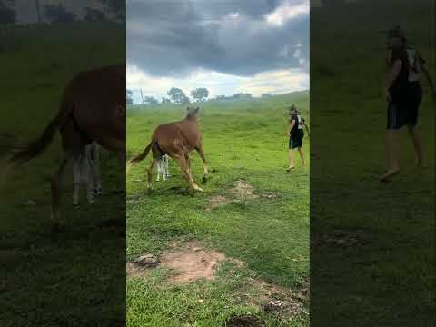 Mula que deu cria